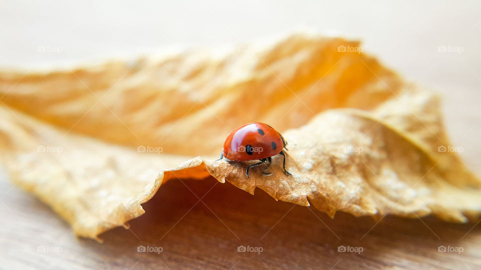 On a dry leaf ladybug goes forward, Macro photo, concept on the theme of the New year, strive for a new life, for new goals leaving behind everything behind to bring everything to an end.