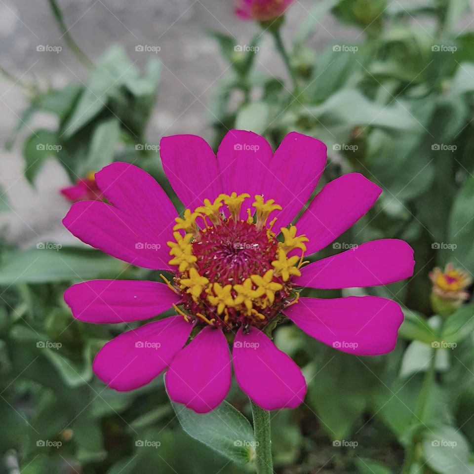 zinnia, flower