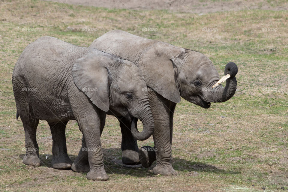 Two happy elephant babies having fun 