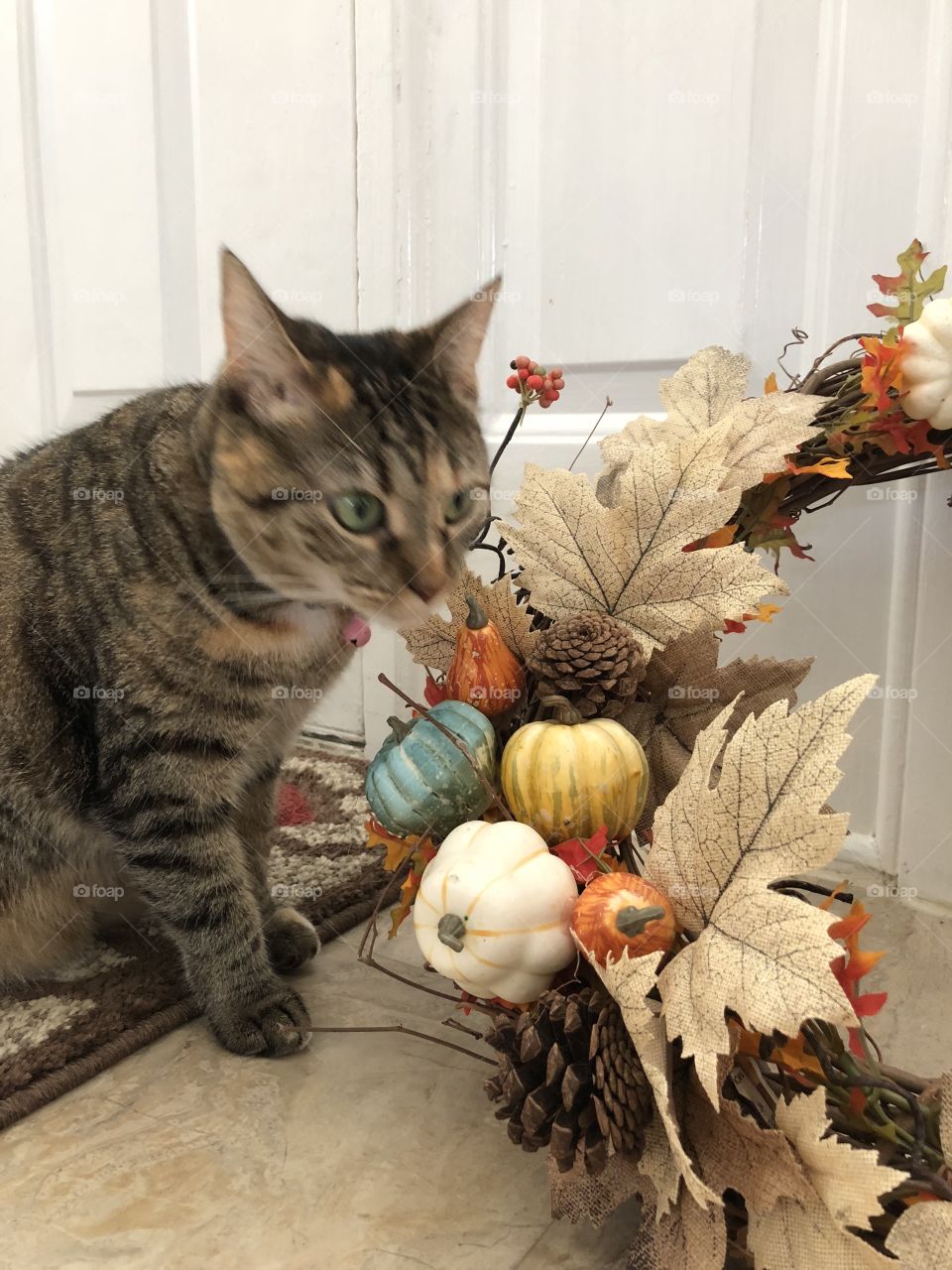 Allie the cat Still inspecting the fall decorations 