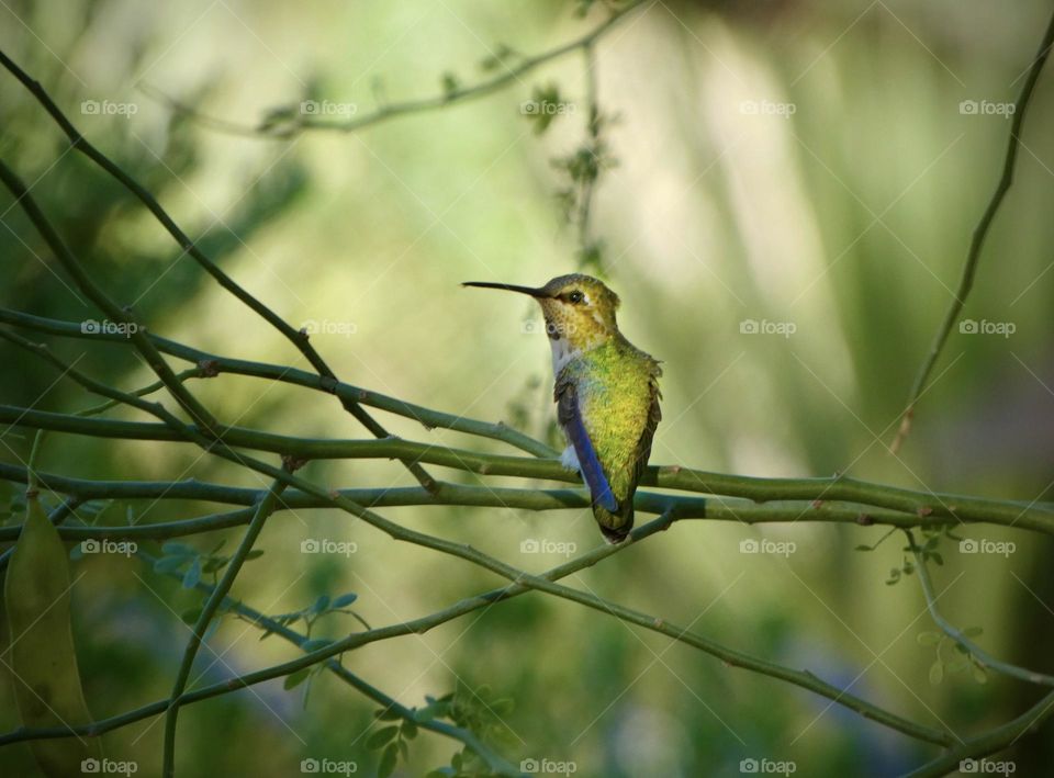 A beautiful green hummingbird sits on a tree branch in Nevada