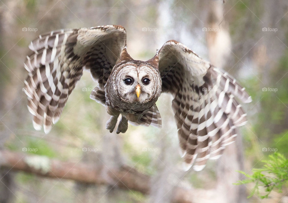 Wild Barred owl flying
