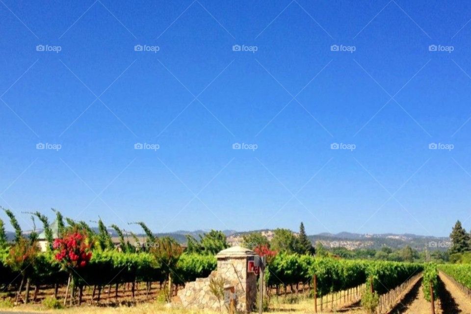 CA Vineyards