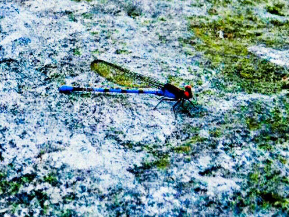 Costa Rican Dragonfly