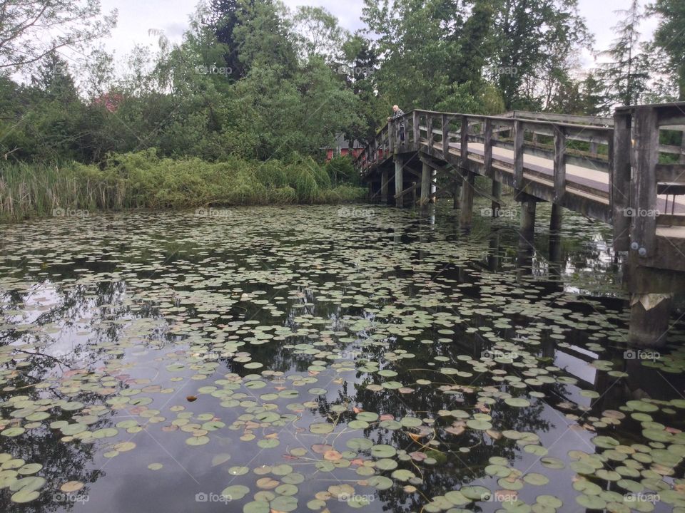 Bridge over the Water With the Lily Pads