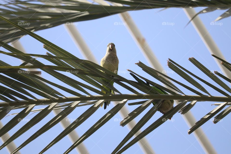 Green parrot at the palm tree