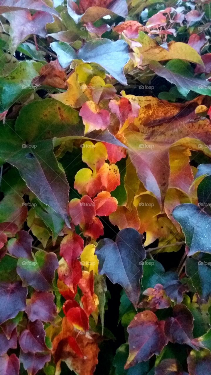 colourful fall leaves