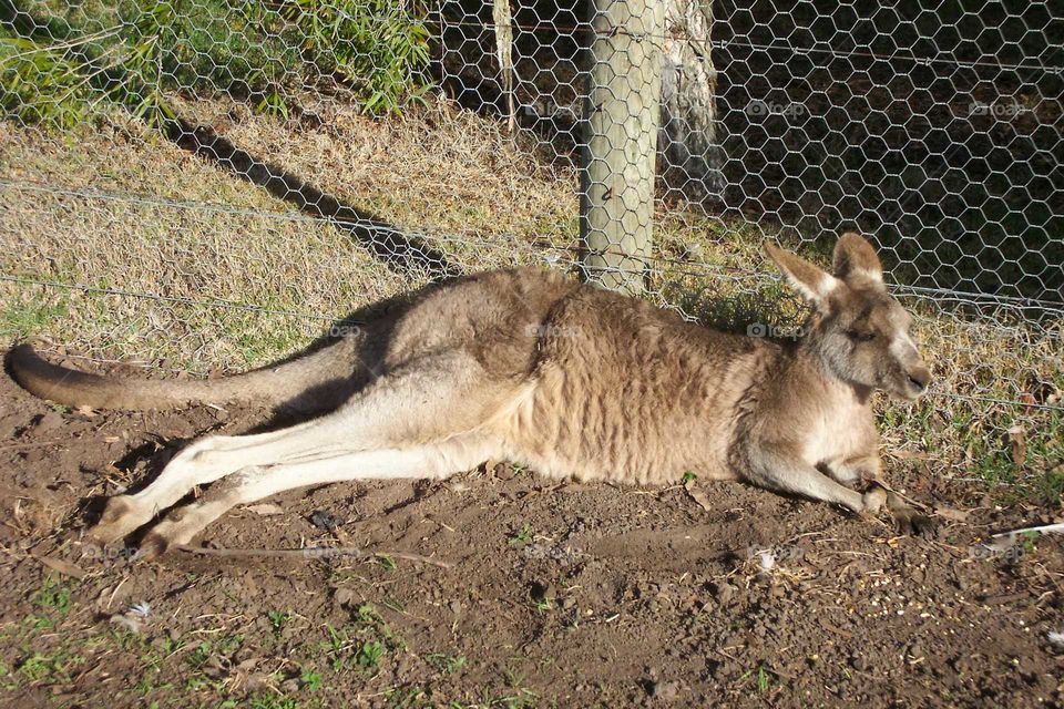 Kangaroo