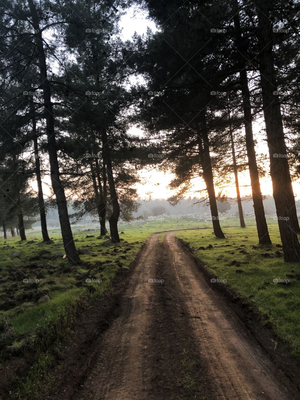 Best forests I've ever met
🥰