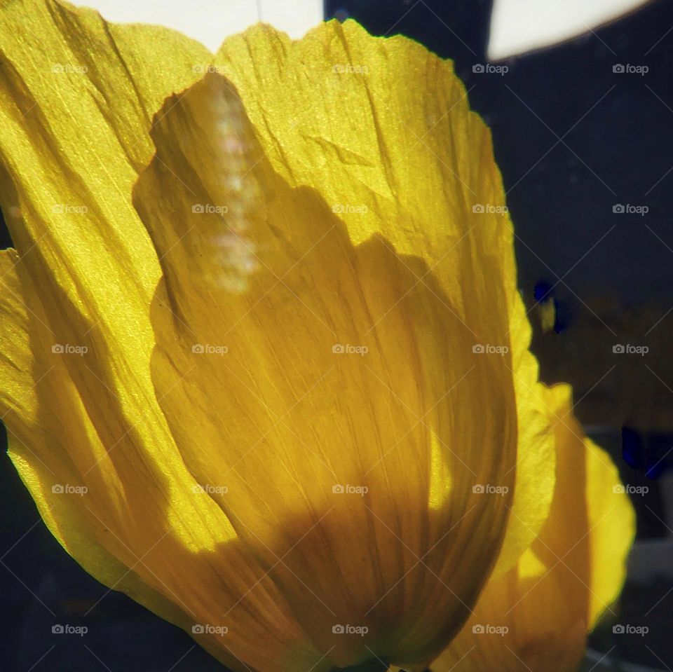 Yellow flower