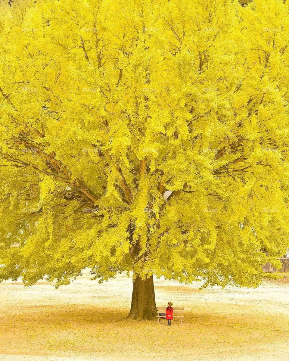 yallow tree natural