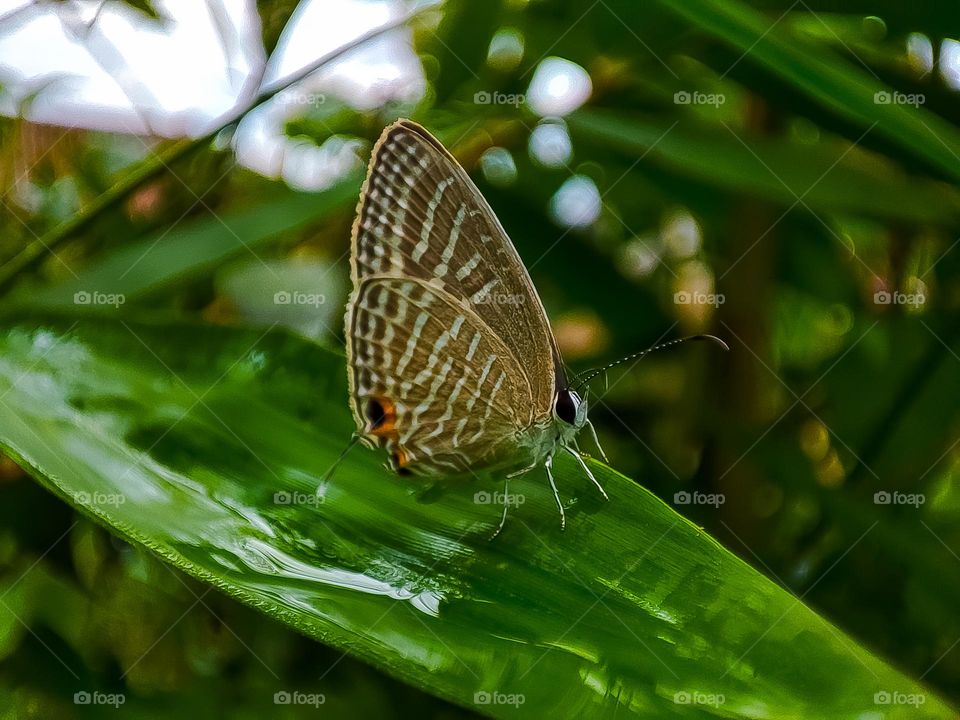 Butterfly on the leaves