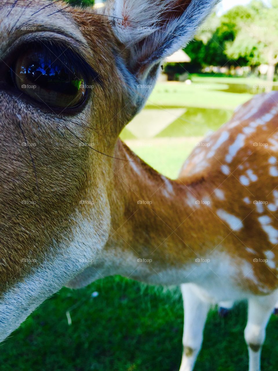 Close-up of deer on grassy field