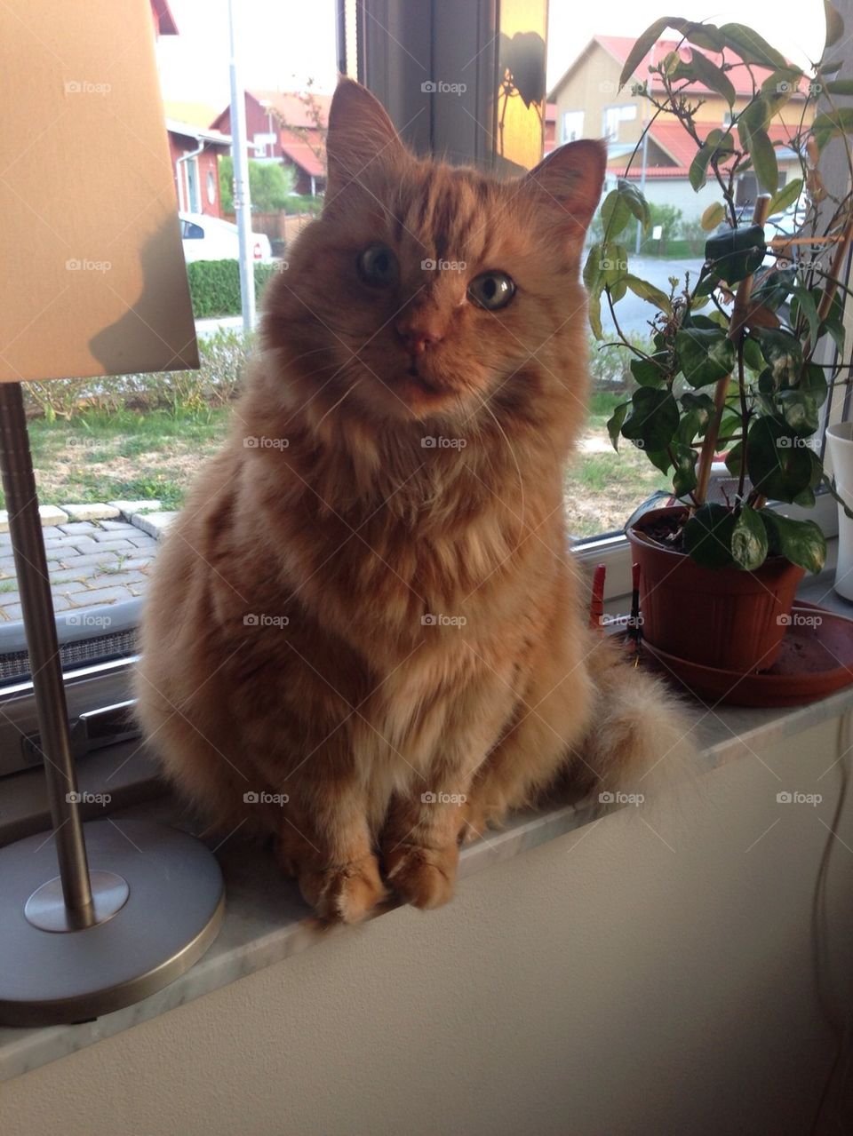 A cat on a windowsill