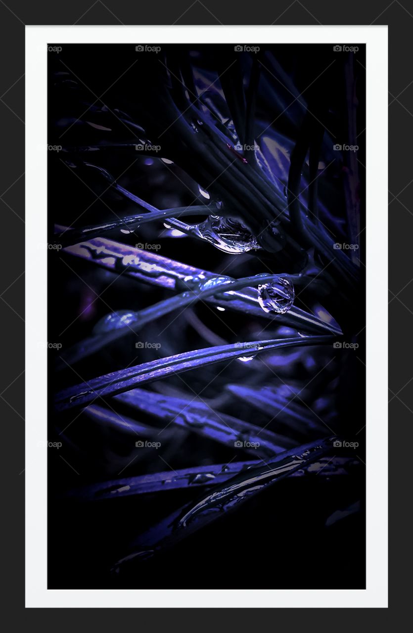 Picture frame of plant with water drops