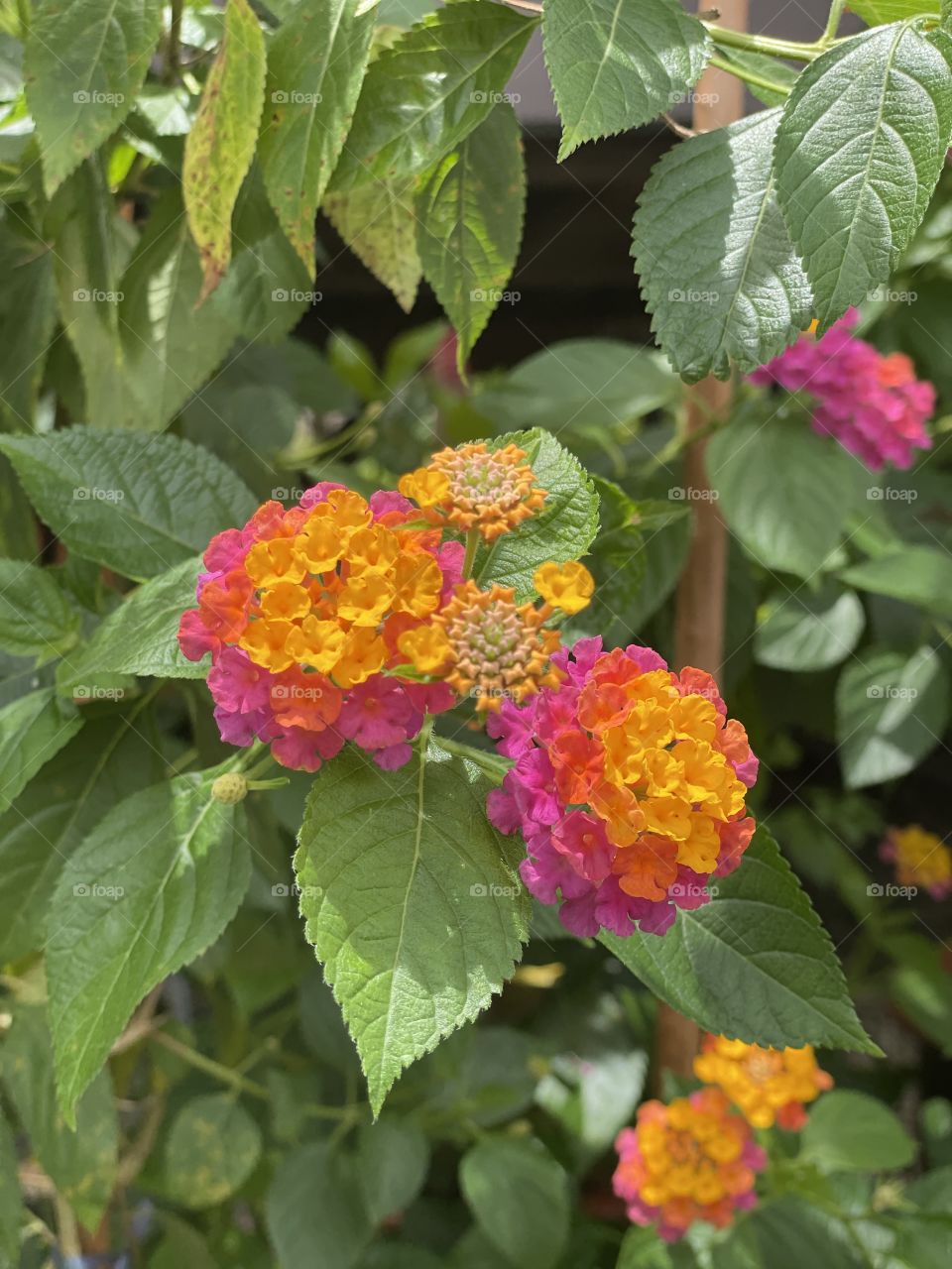 so nice and bright blooming flowers