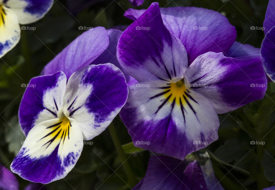 Purple violets