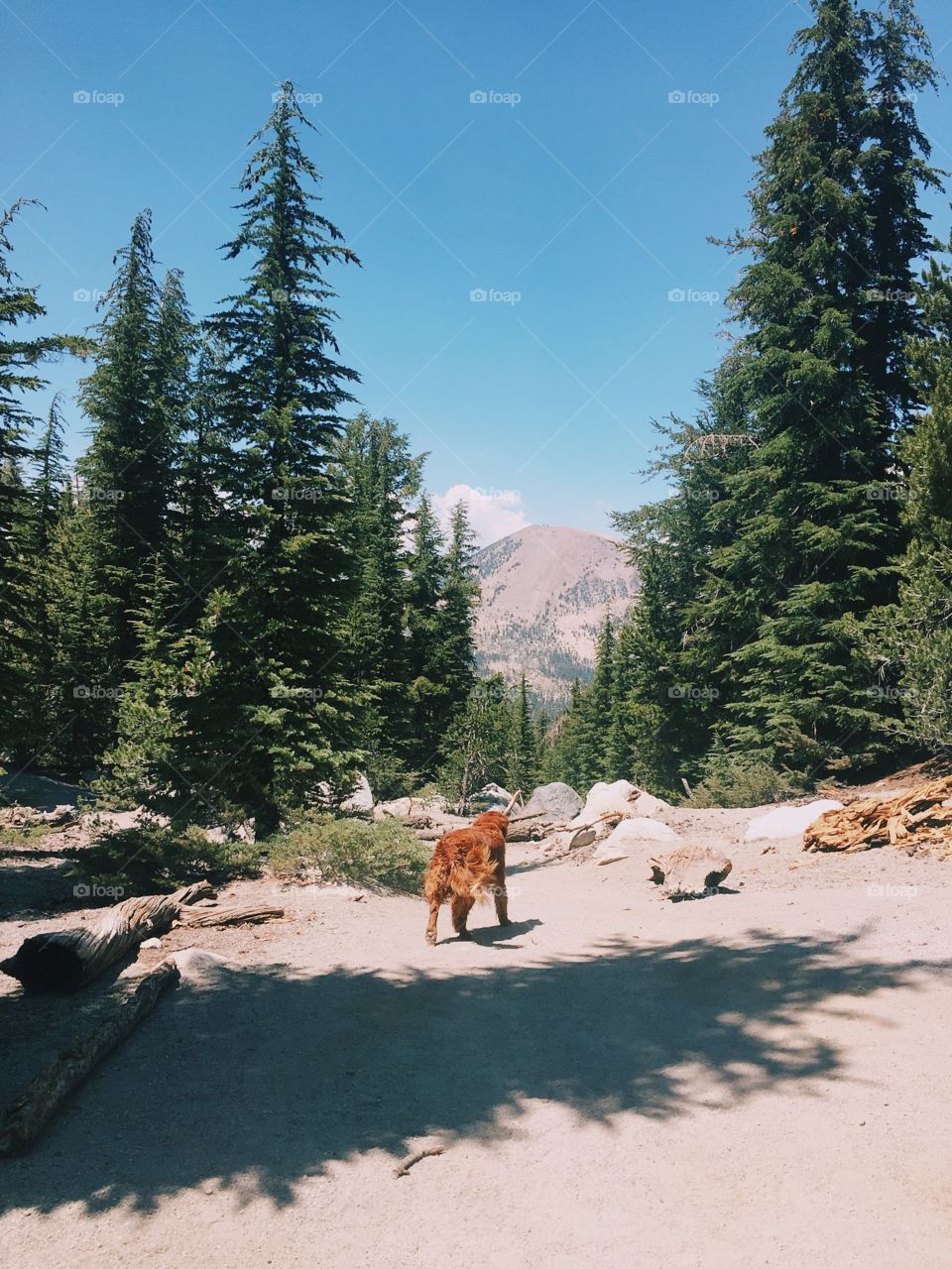 golden retriever hiking with mammoth mountain in background. mammoth lakes, CA