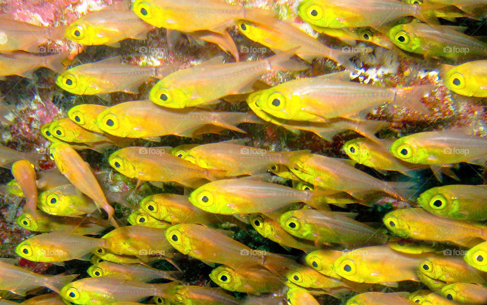 Yellow glass fish. 