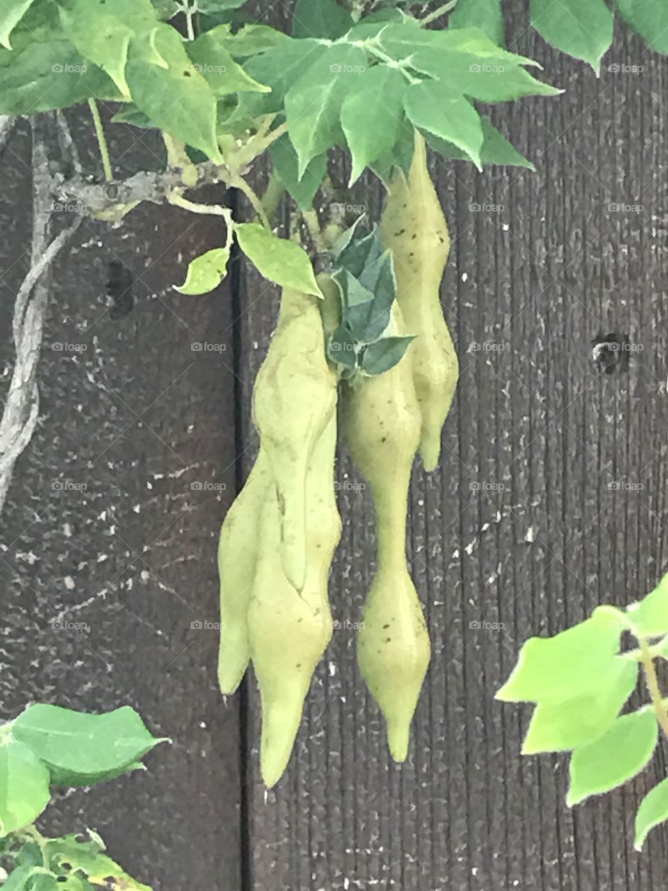 Seed pods hanging from a vine over the top of a wooden fence