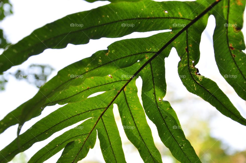 Under a leaf of the fern. 