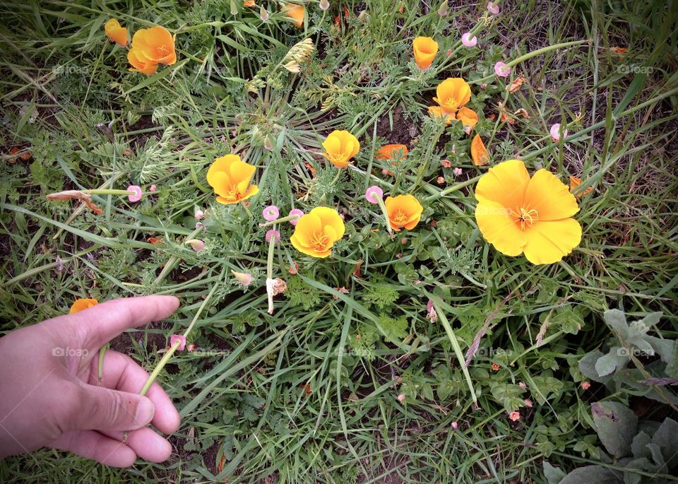 California poppies 