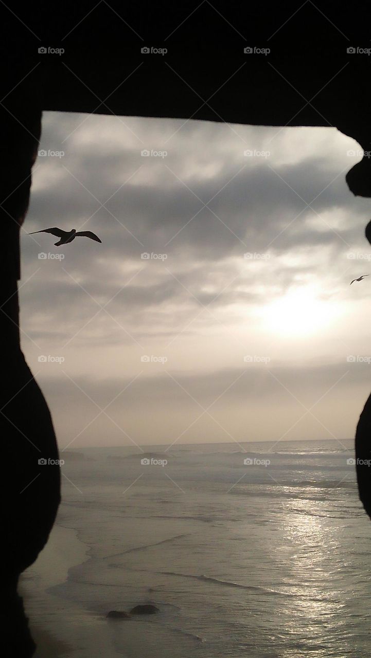 a beautiful seagull flies through window.