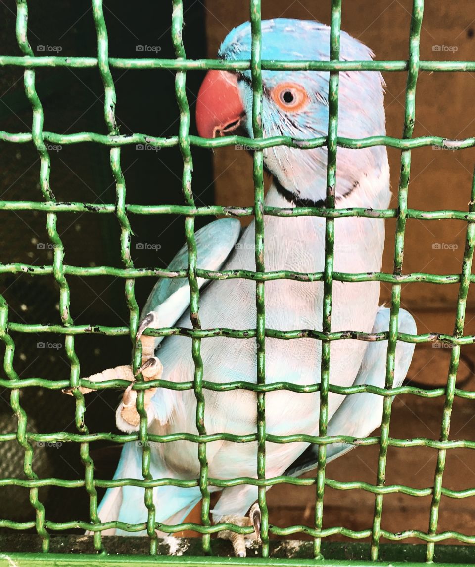 Uma das coisas que sempre me questionei: os pássaros, que deveriam viver soltos, não sofrem DE VERDADE nas gaiolas?
Digo isso pois sinceramente não sei se até que ponto é prejudicial.