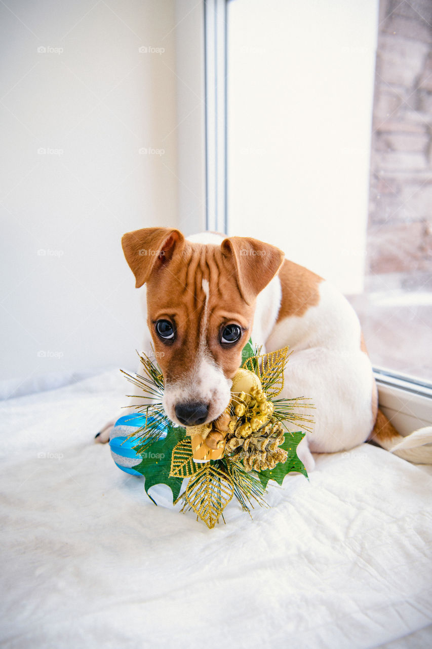 Jack Russell terrier