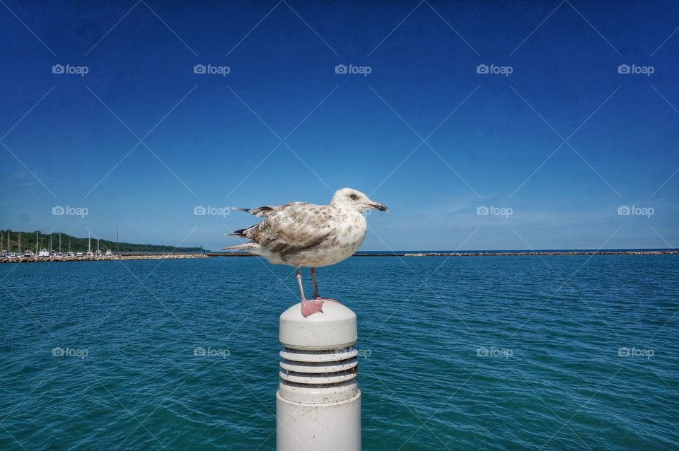 Seagull in front of beach