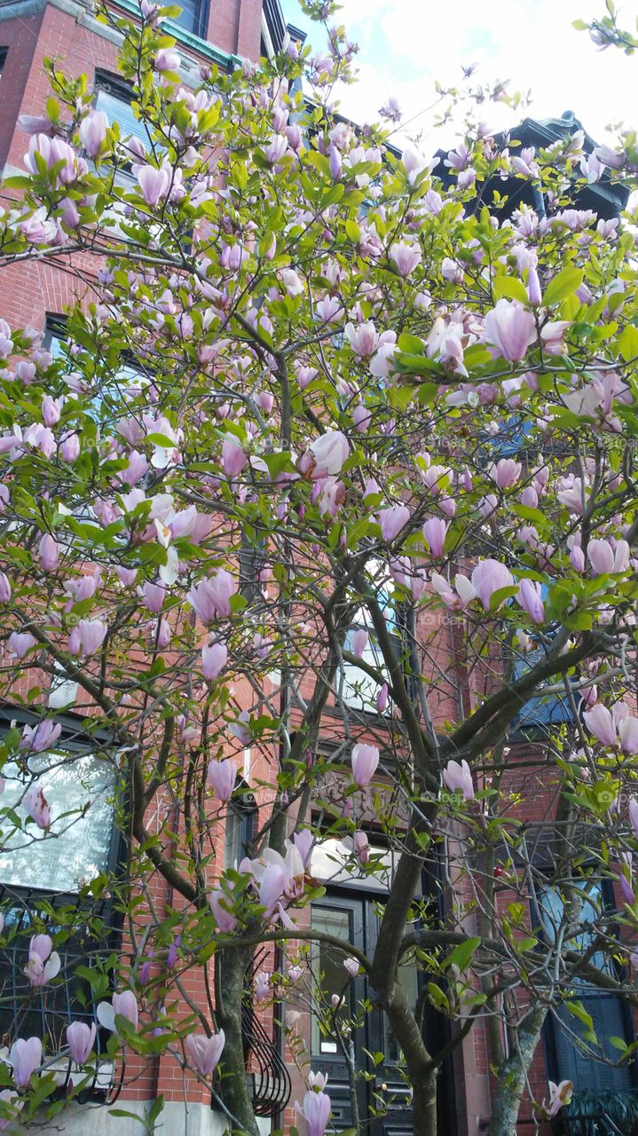 spring. flowers. beauty