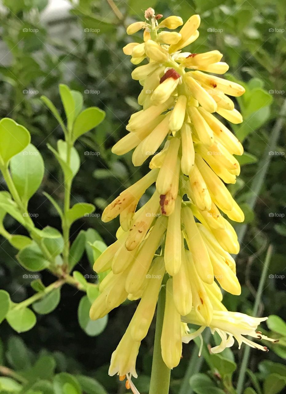 Yellow bloom
