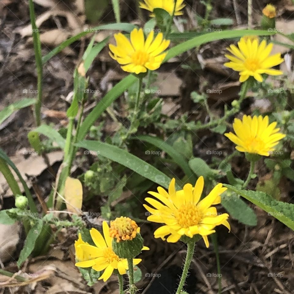 Gorgeous yellow blooms