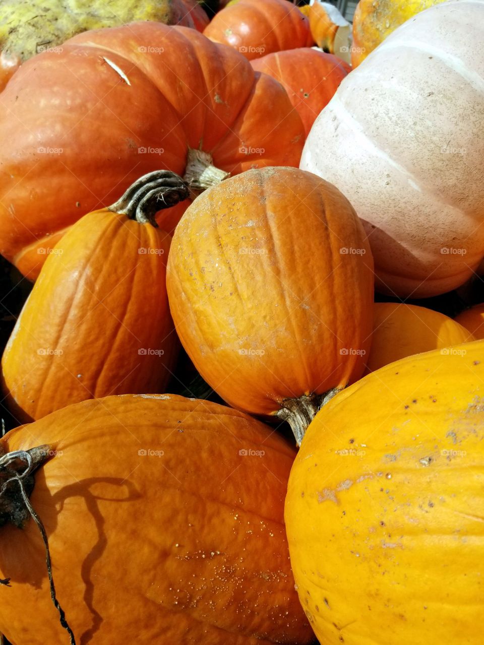 Pumpkin, Fall, Halloween, Thanksgiving, Pasture