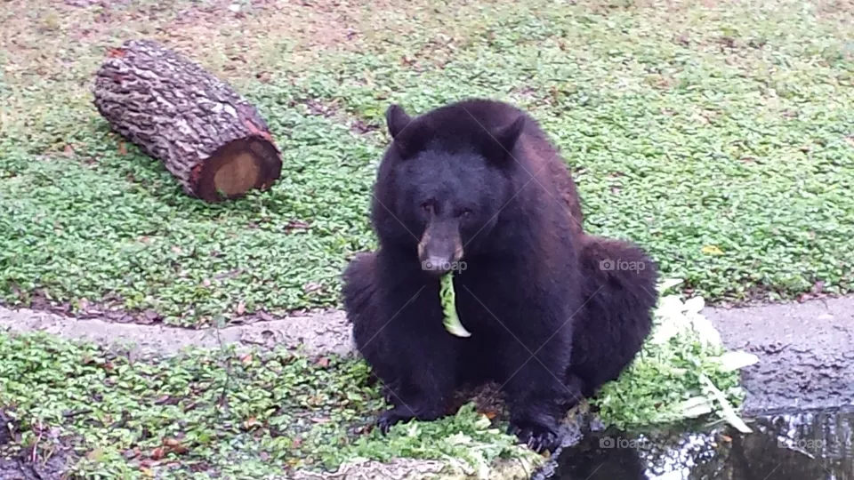 Zoo day's