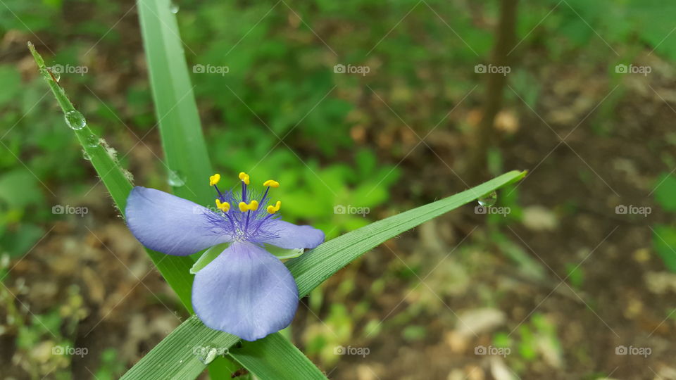 Trillium