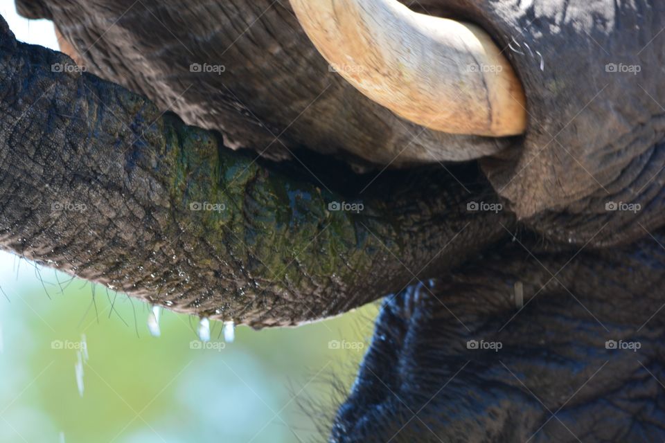 Extreme close up of an elephant drinking, she was 3 meters away from me sitting on a deck chair with a gin n tonic when she strolled done to the watering hole for drink she was to close to photograph properly, but she looked me up and down , with a glint in her eye and almost spoke, saying mmmm I would Ming one of those, but alas I will settle for the watering hole, and then continued to drink almost ignoring me while I lay at her feet ...... Heart in throat barely breathing. Hwange national Park Zimbabwe