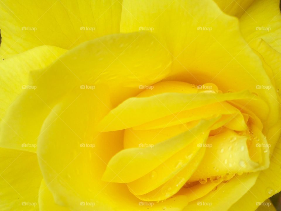 yellow rose. macro