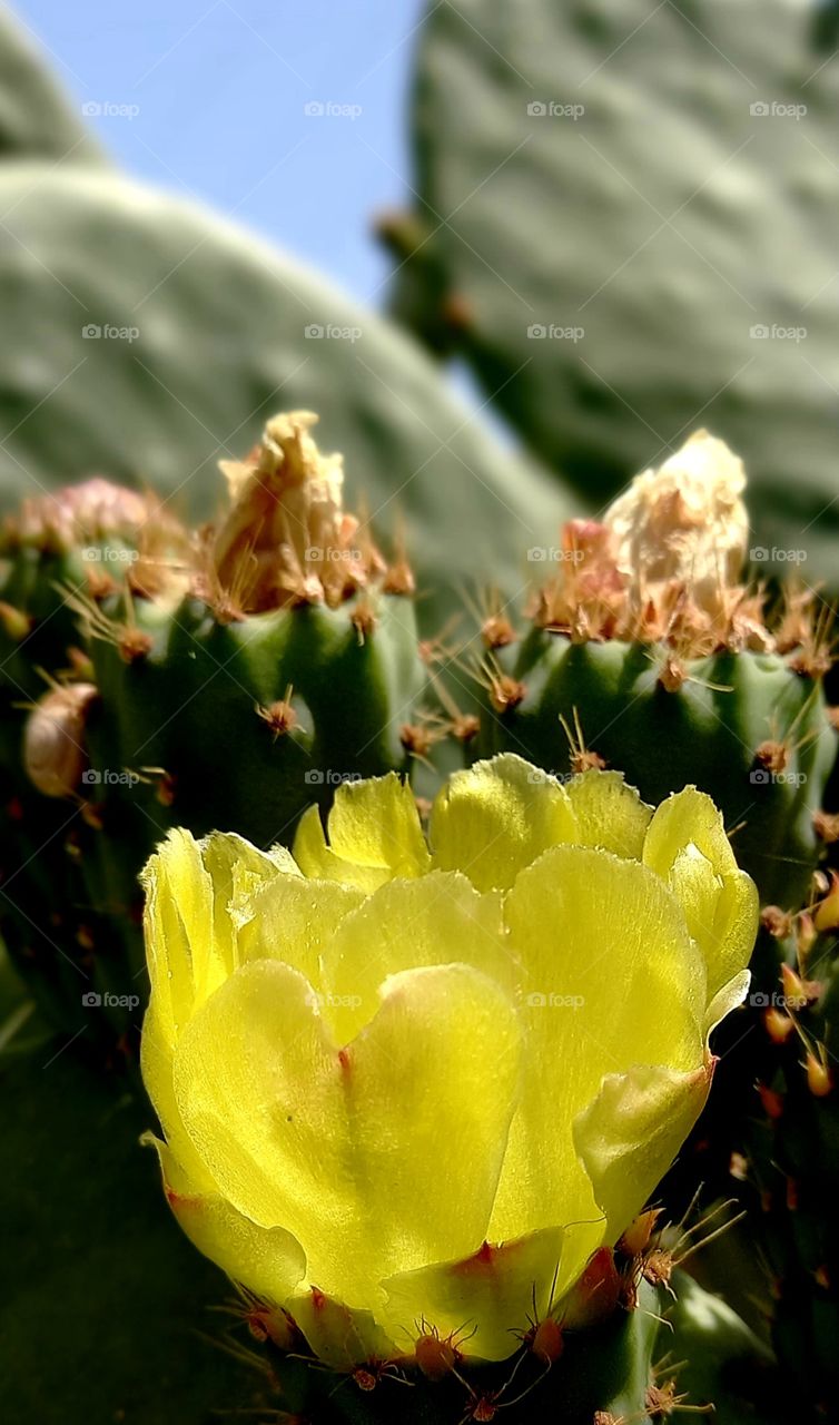 flowers and plants