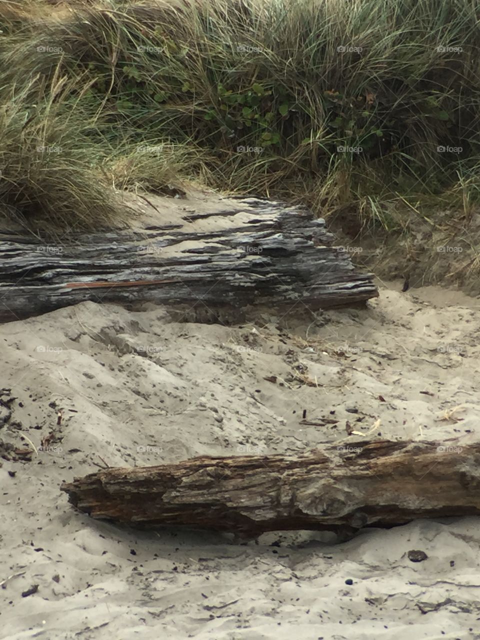 Coastal Driftwood