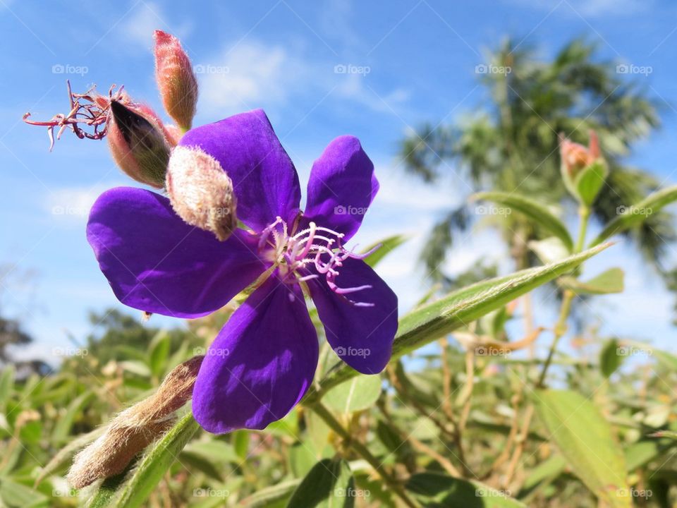 Purple flower