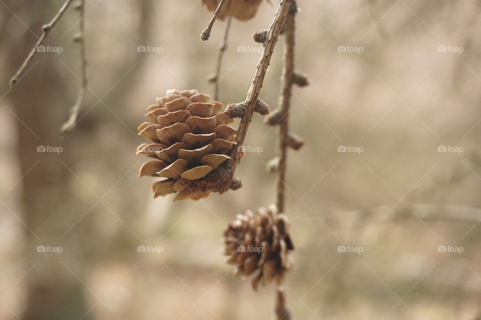 Little Pine Cones deep inside Hamsterley Forest ... Monochrome Mission