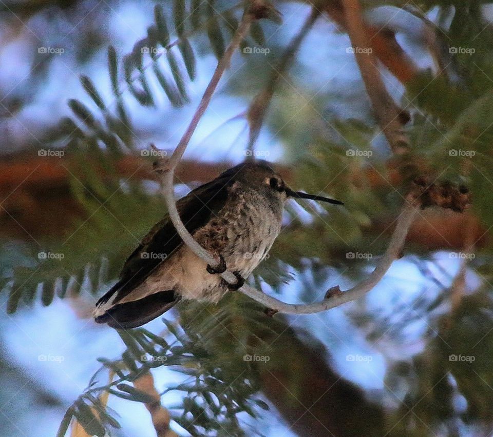 Hummingbird Resting in a Tree