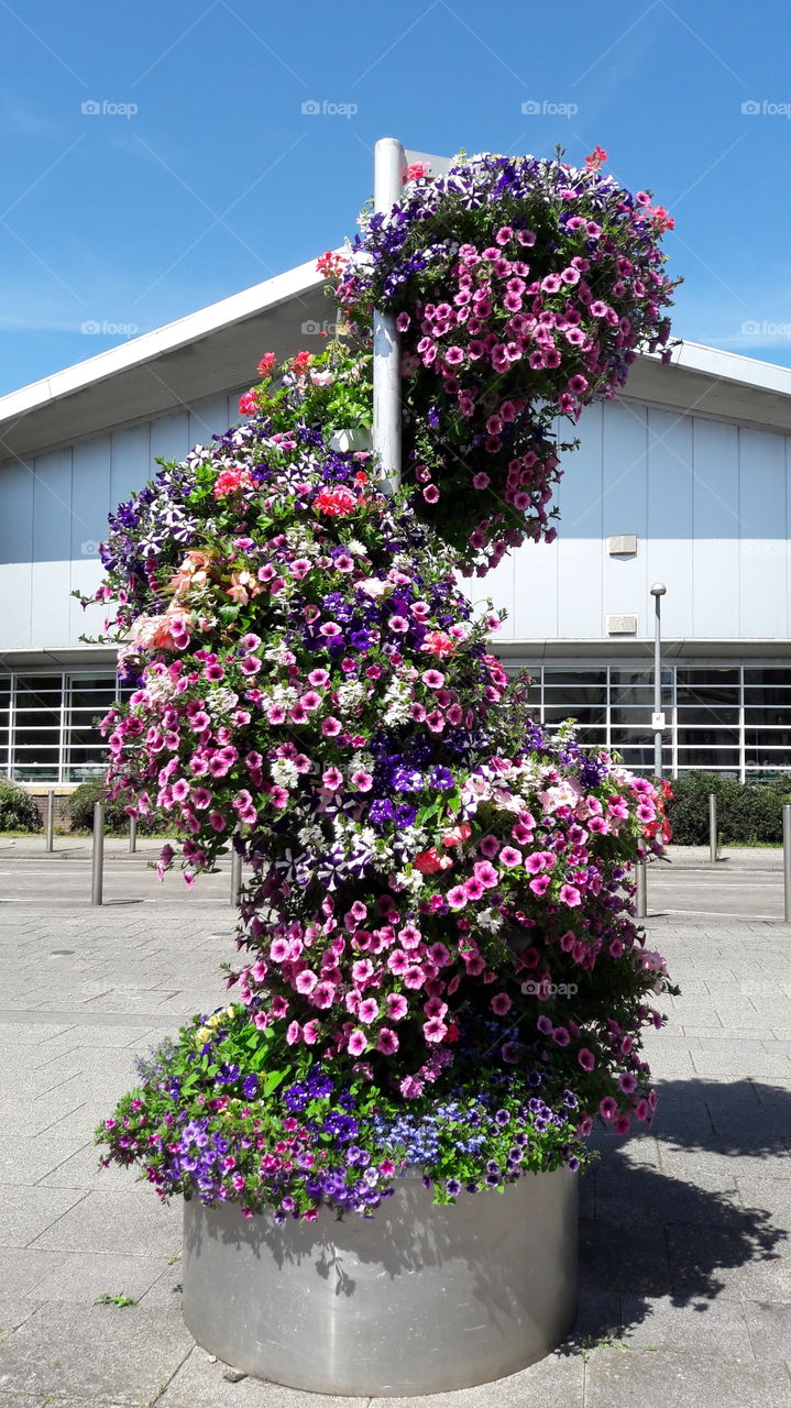 flower display