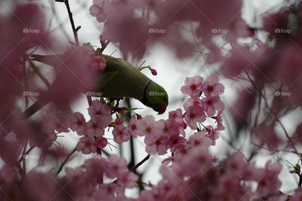 cherryblossom with green bird