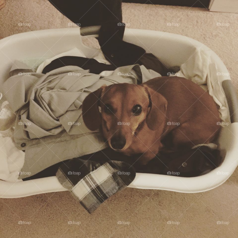 Laundry puppy 