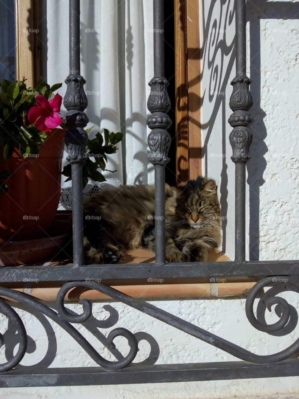 Grey cat sleeping in the window