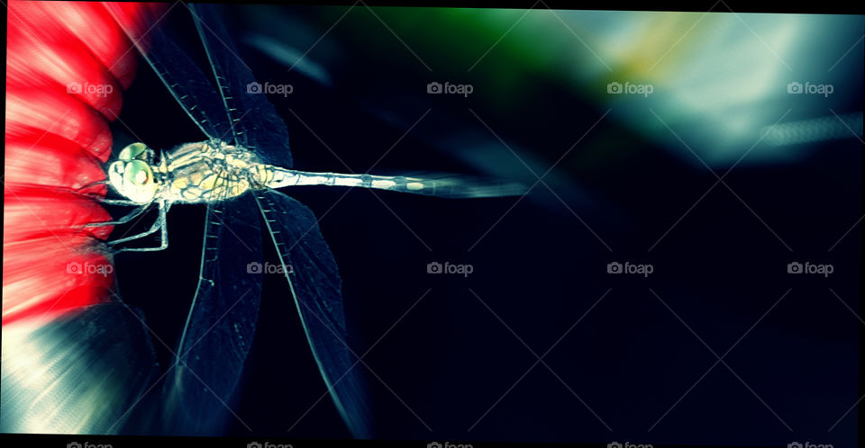 Closeup shot of a Dragon fly. Dragonflies have large compound eyes, which is their main sense organ. They have four strong transparent wings, and a long body.