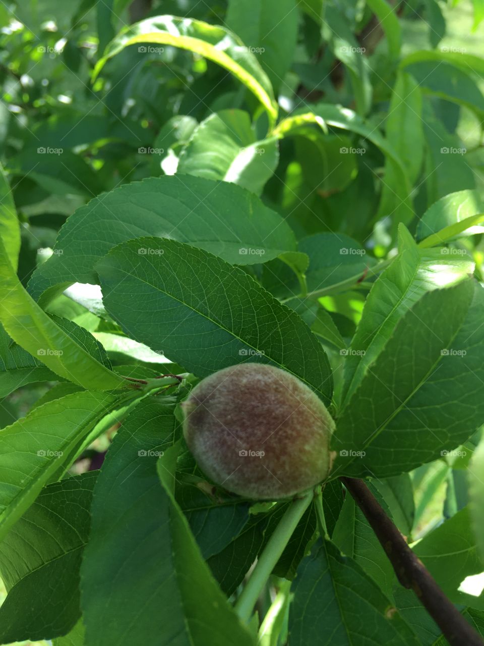 A baby peach a couple more months and I’ll be eating my favorite fruit fresh off the tree!