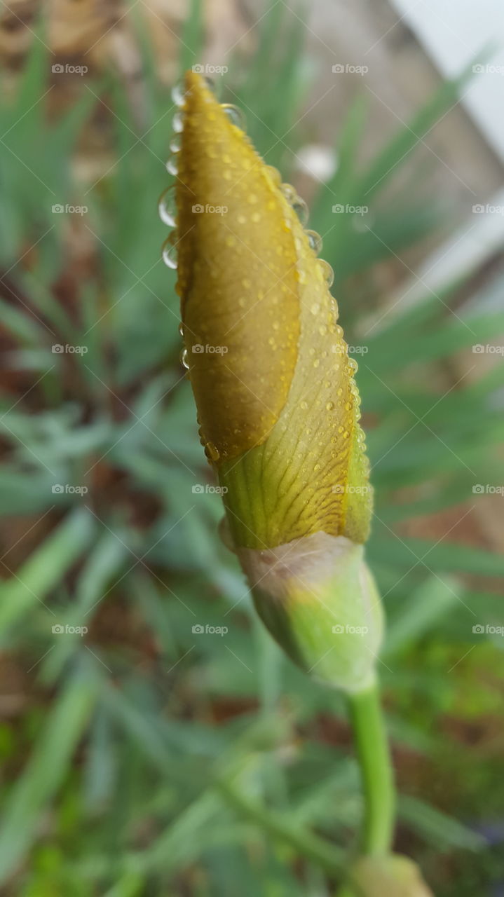 Flower bud closeup with dew